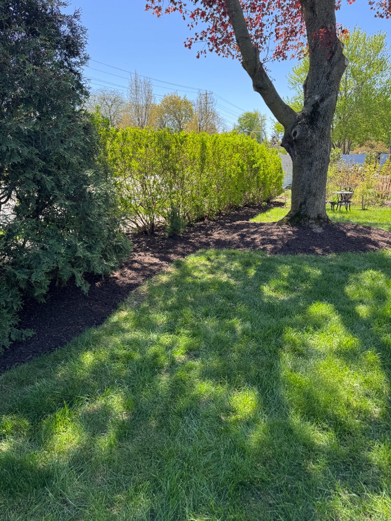 Backyard bed with fresh dark mulch and clean edges