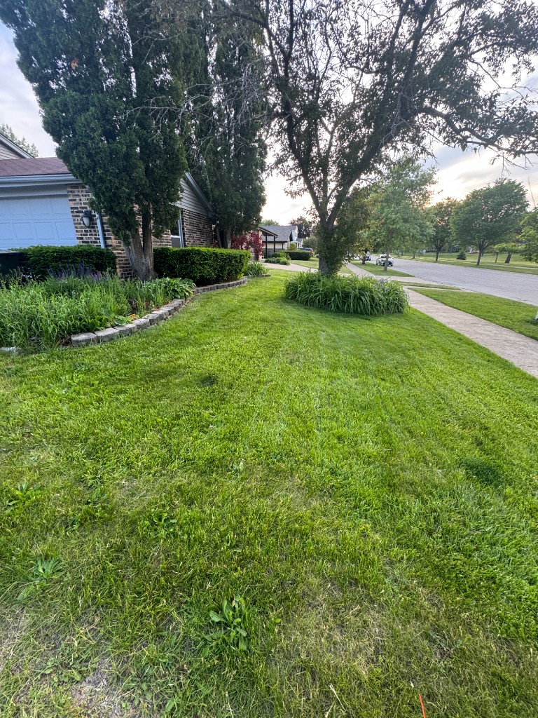 Front yard with overgrown beds and weeds in the lawn