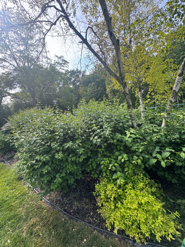 Garden bed with overgrown plants before clearing