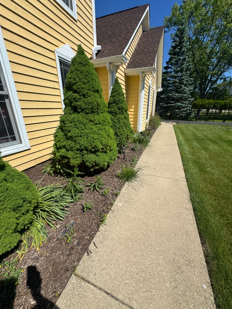Landscaping bed overgrown with weeds before cleanup