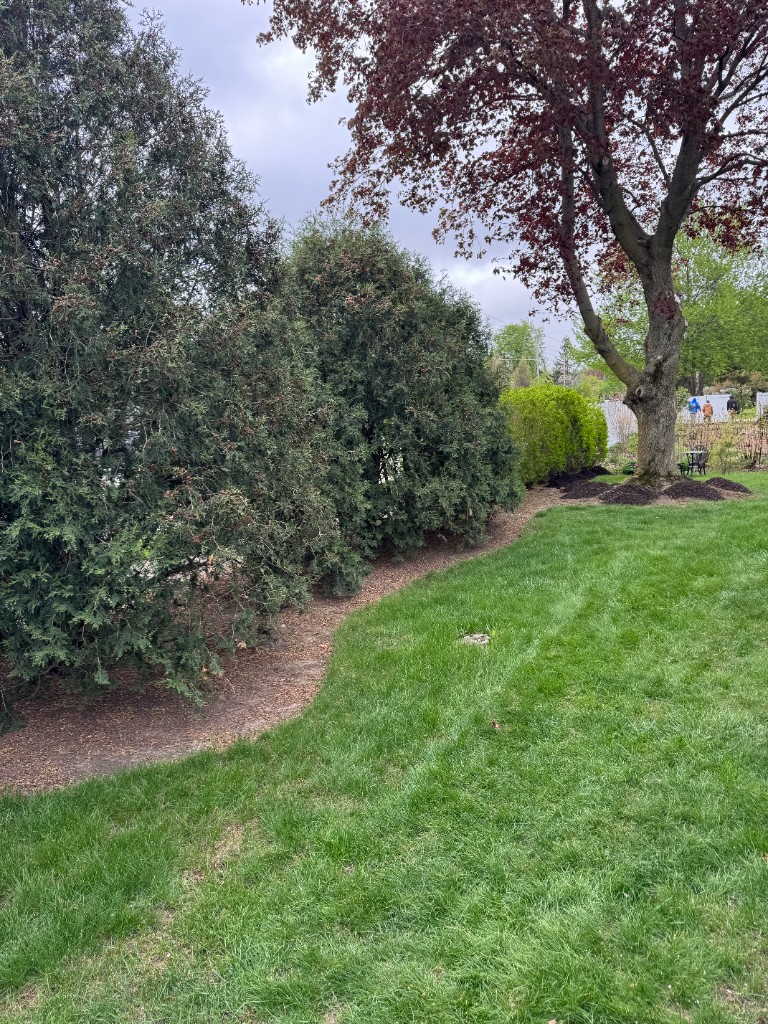Yard during mulch install before final bed cleanup