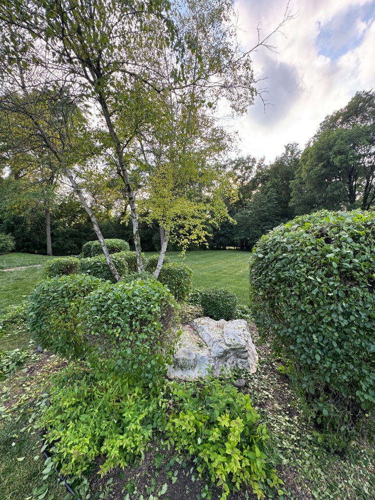 Neatly trimmed shrubs after yard cleanup