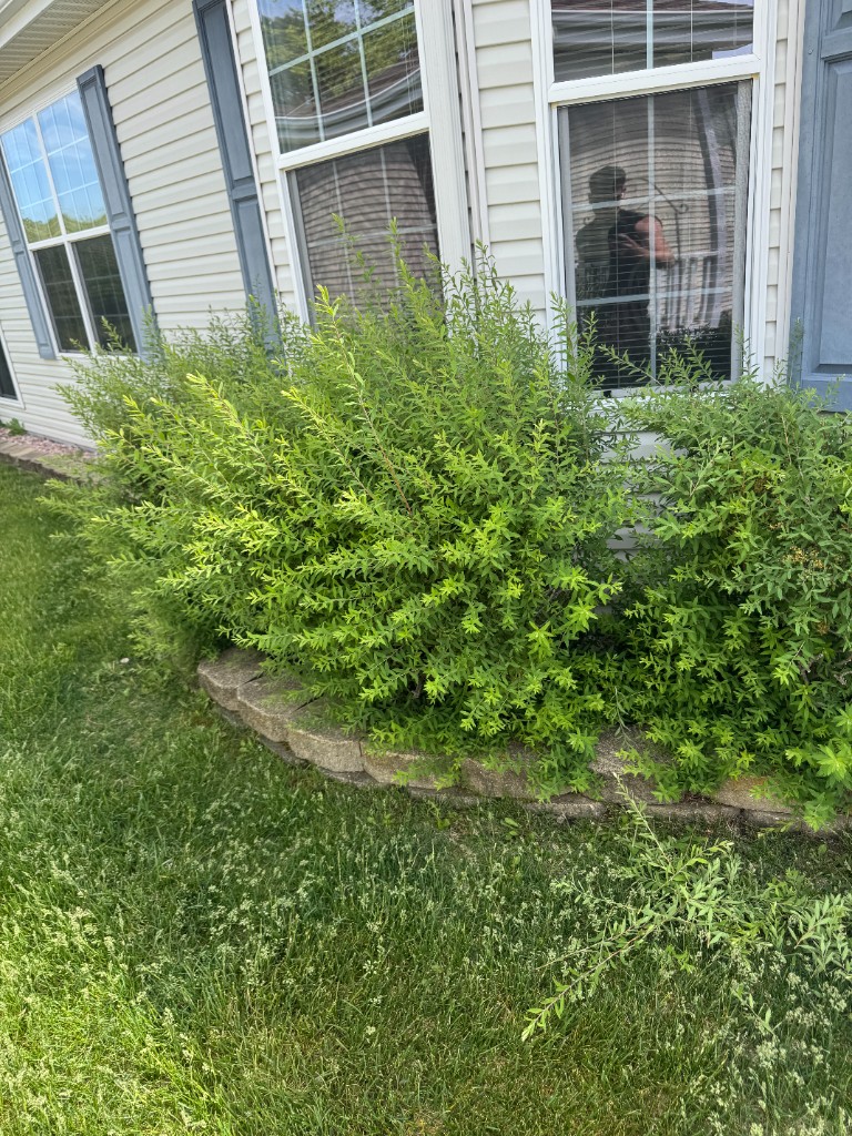 Overgrown shrub blocking windows before trimming