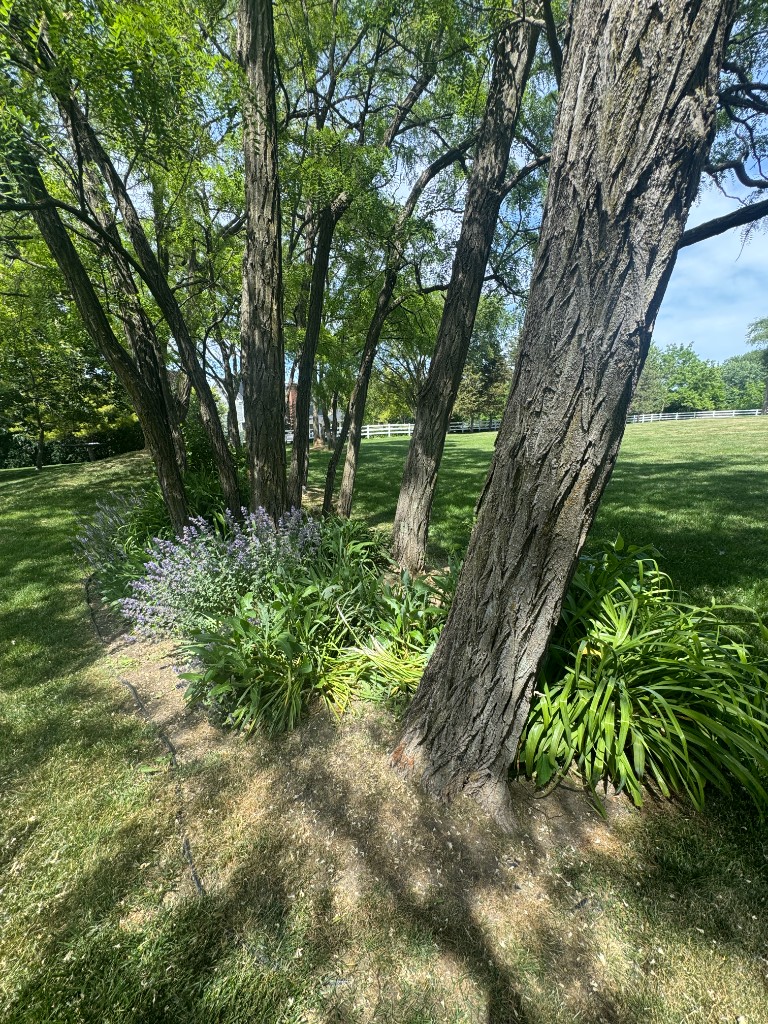 Tree bed with clean edging and maintained plantings