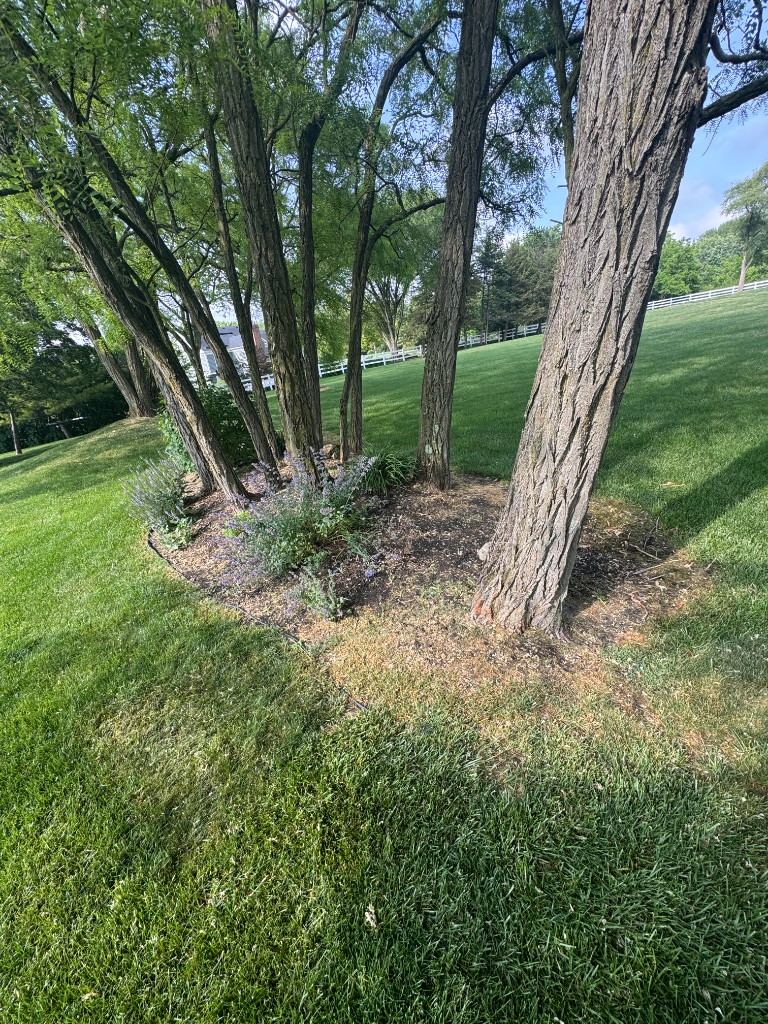 Tree bed before refresh with thin mulch and weeds